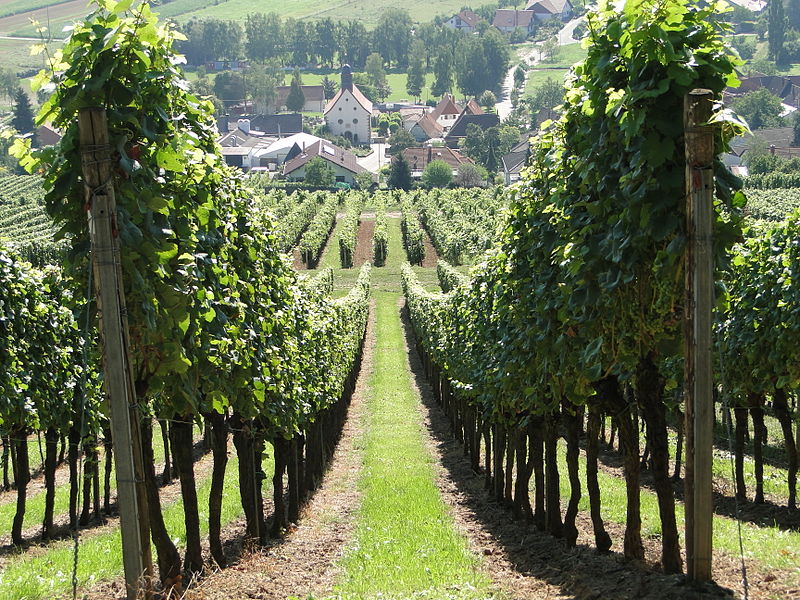 Wijnreis in Zuid-Limburg speciaal voor bezoek met partner
